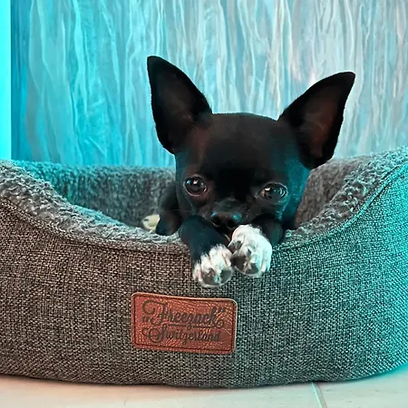 Thelake I Bodensee I St Gallen I Bregenz I Appenzell シュタード