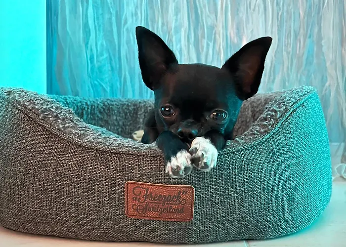 Thelake I Bodensee I St Gallen I Bregenz I Appenzell Staad